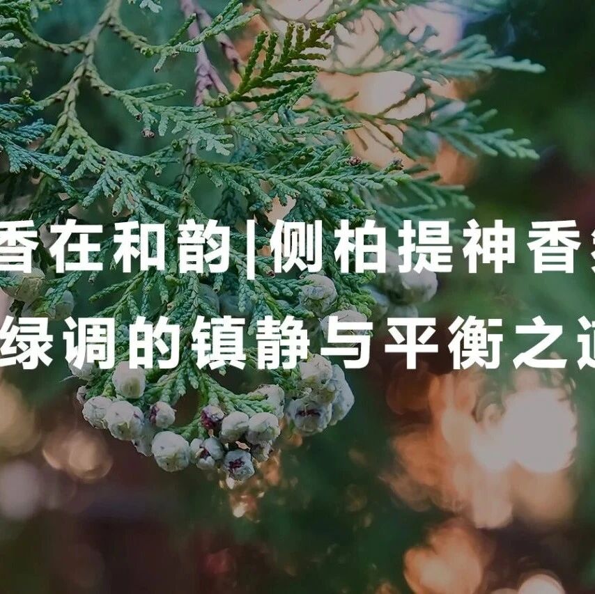创香在和韵|侧柏提神香氛：绿调的镇静与平衡之道